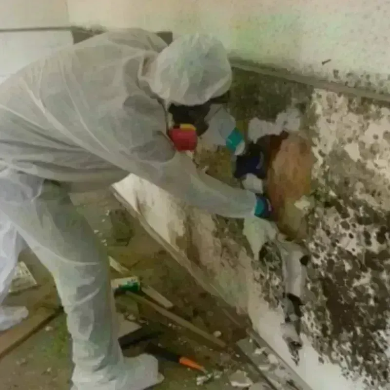 Mold Remediation and Removal in Comstock Park, MI